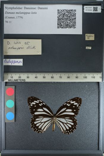 Media type: image;   Entomology 165684